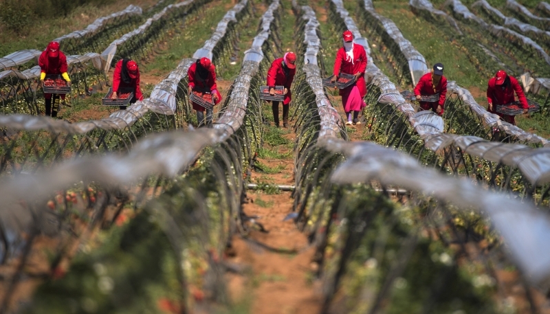 Des travailleuses agricoles récoltent des fraises dans la région de Kenitra, le 8 mars 2017.