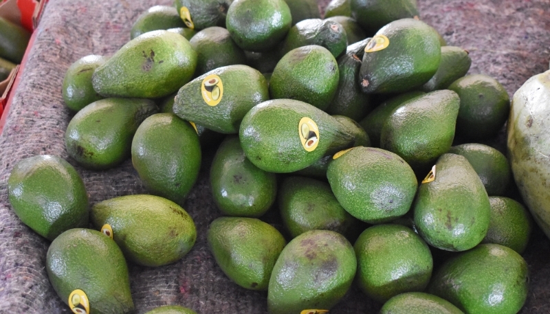 Des avocats à la vente sur le marché de Marrakech, le 16 avril 2024.