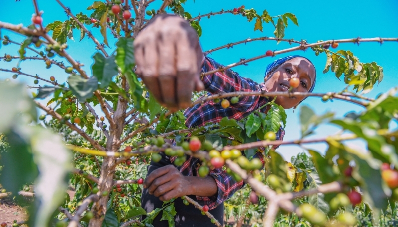 Une récolte de café dans la province de Nandi, au Kenya, le 28 août 2023.