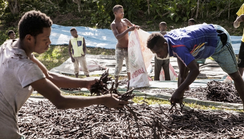 Séchage des gousses de vanille à Bemalamatra, dans le nord de Madagascar, en 2016. 